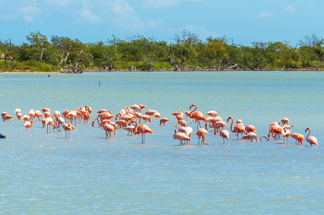 Liberaron flamencos rosados. Foto: EFE.