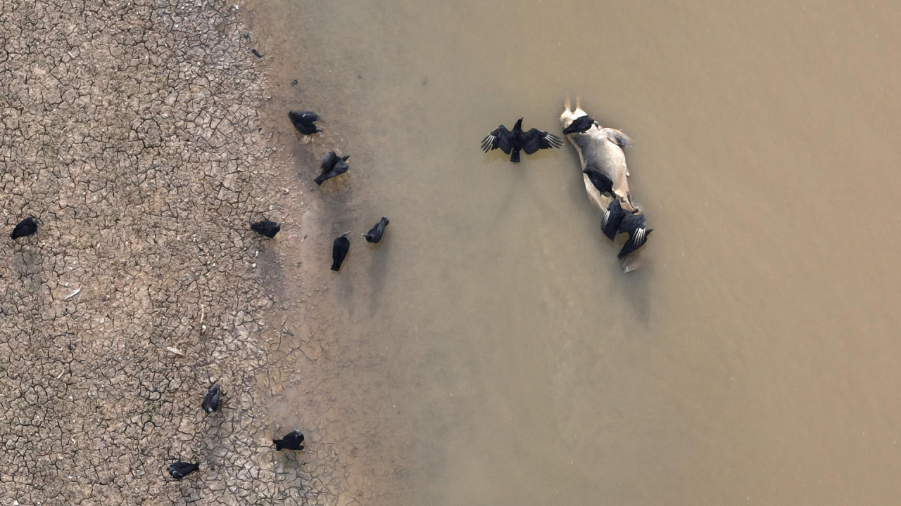 Muerte de delfines en el Amazonía. Foto: EFE