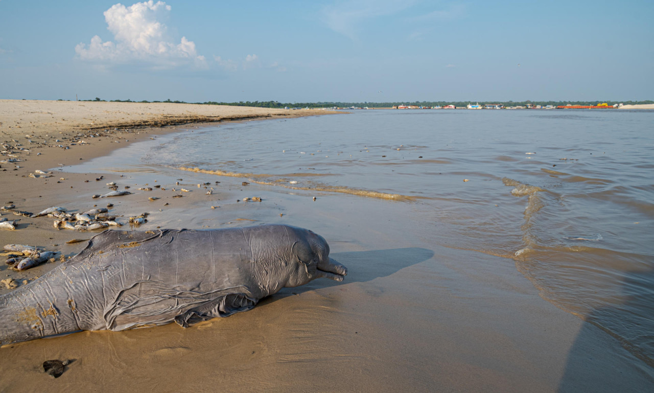 Muerte de delfines en el Amazonía. Foto: EFE
