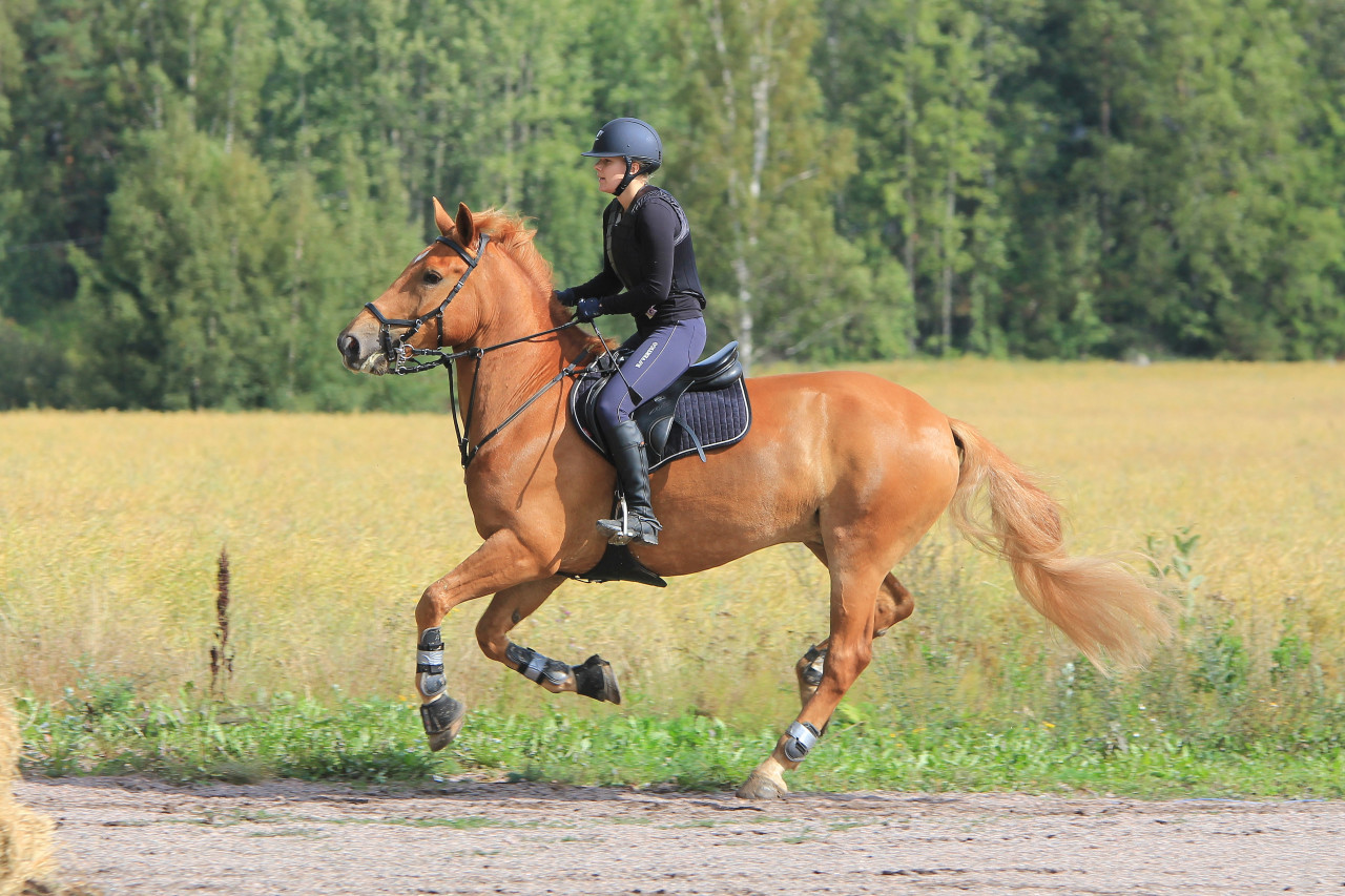 Caballo galopando, imagen ilustrativa. Foto. Unsplash.