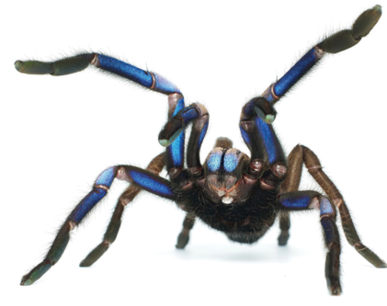 Chilobrachys natanicharum. Foto: Zookeys.