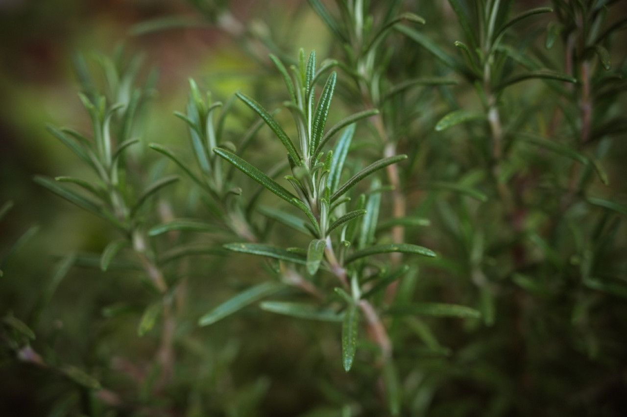 Planta de romero. Foto: Unsplash.