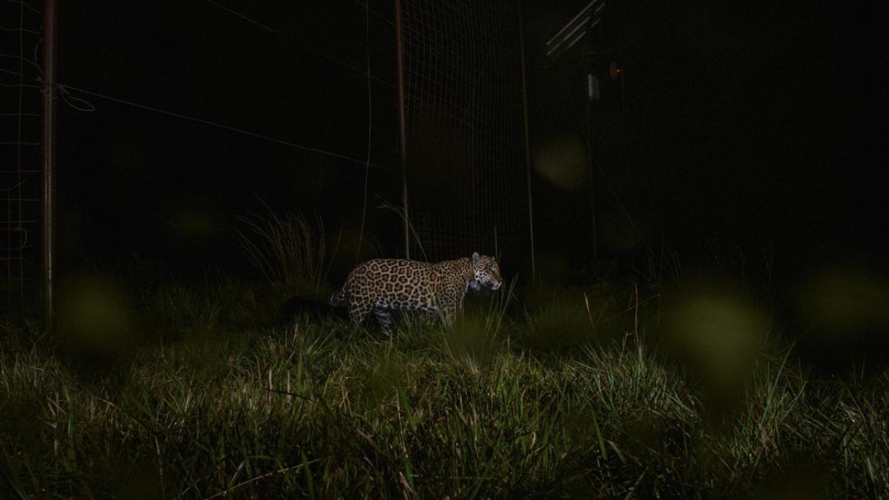 Segundo ejemplar de yaguareté silvestre liberado. Foto: Télam.