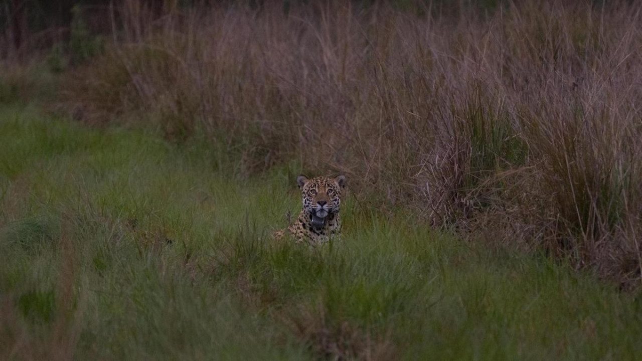 Segundo ejemplar de yaguareté silvestre liberado. Foto: Télam.