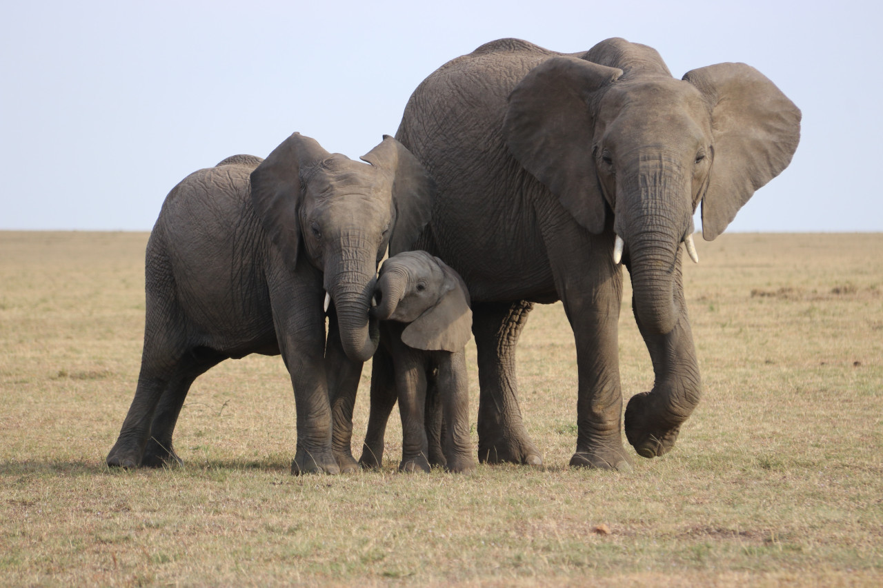 Elefantes. Foto: Unsplash