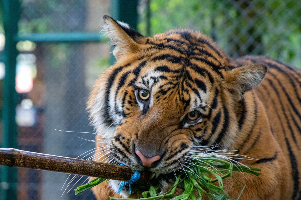 Tráfico de animales. Foto: Unsplash