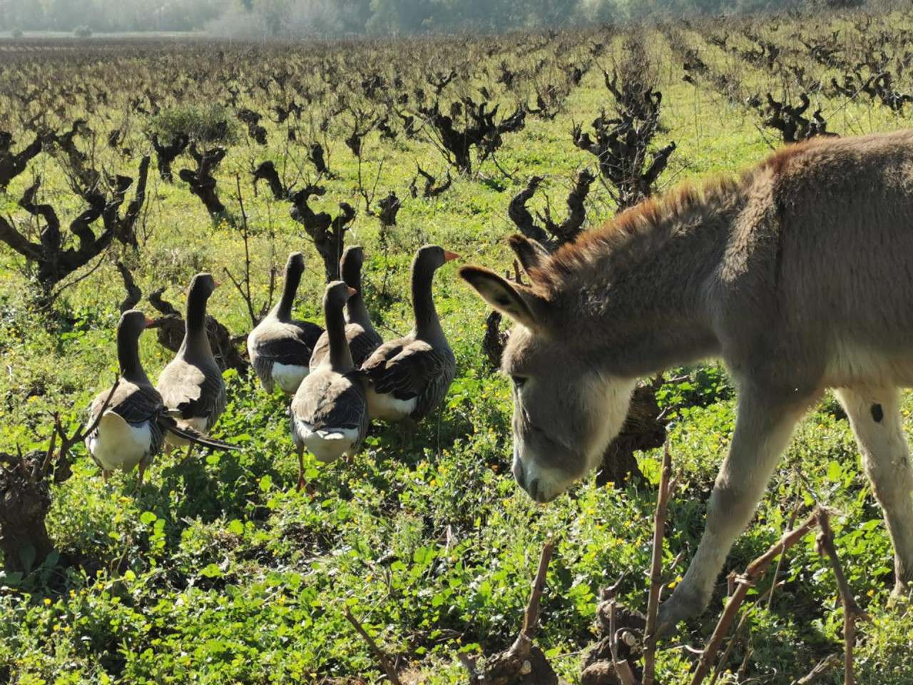 Los burros se comen la hierba más crecida de la zona de cultivo. Unsplash.