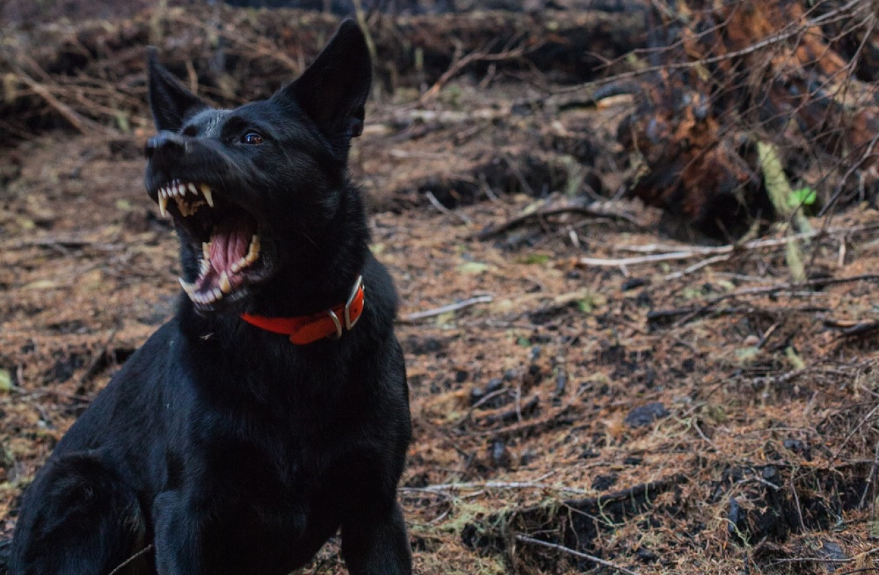 Perro; ataque. Foto: Unsplash.