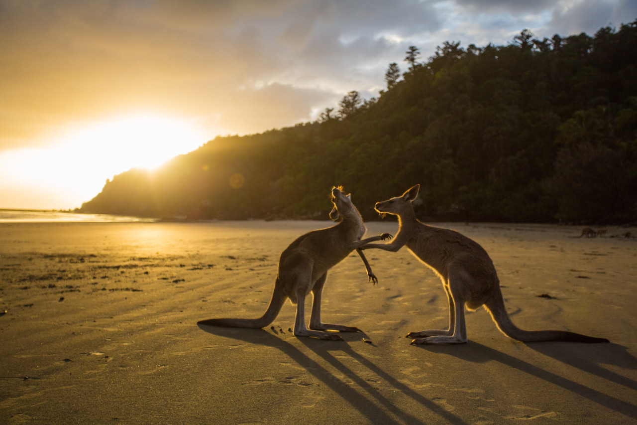 Canguros, Australia. Unsplash.