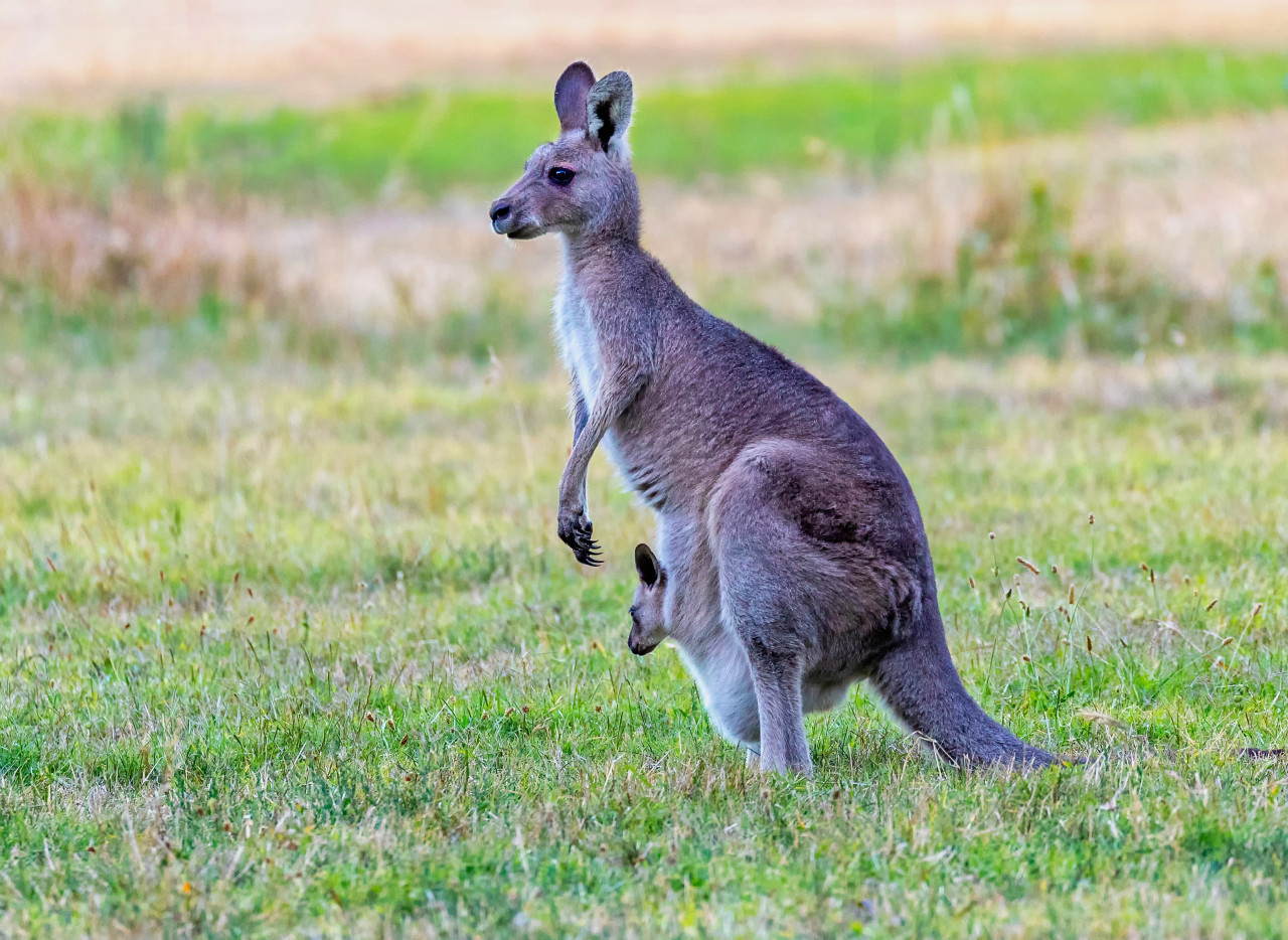 Canguros, Australia. Unsplash.