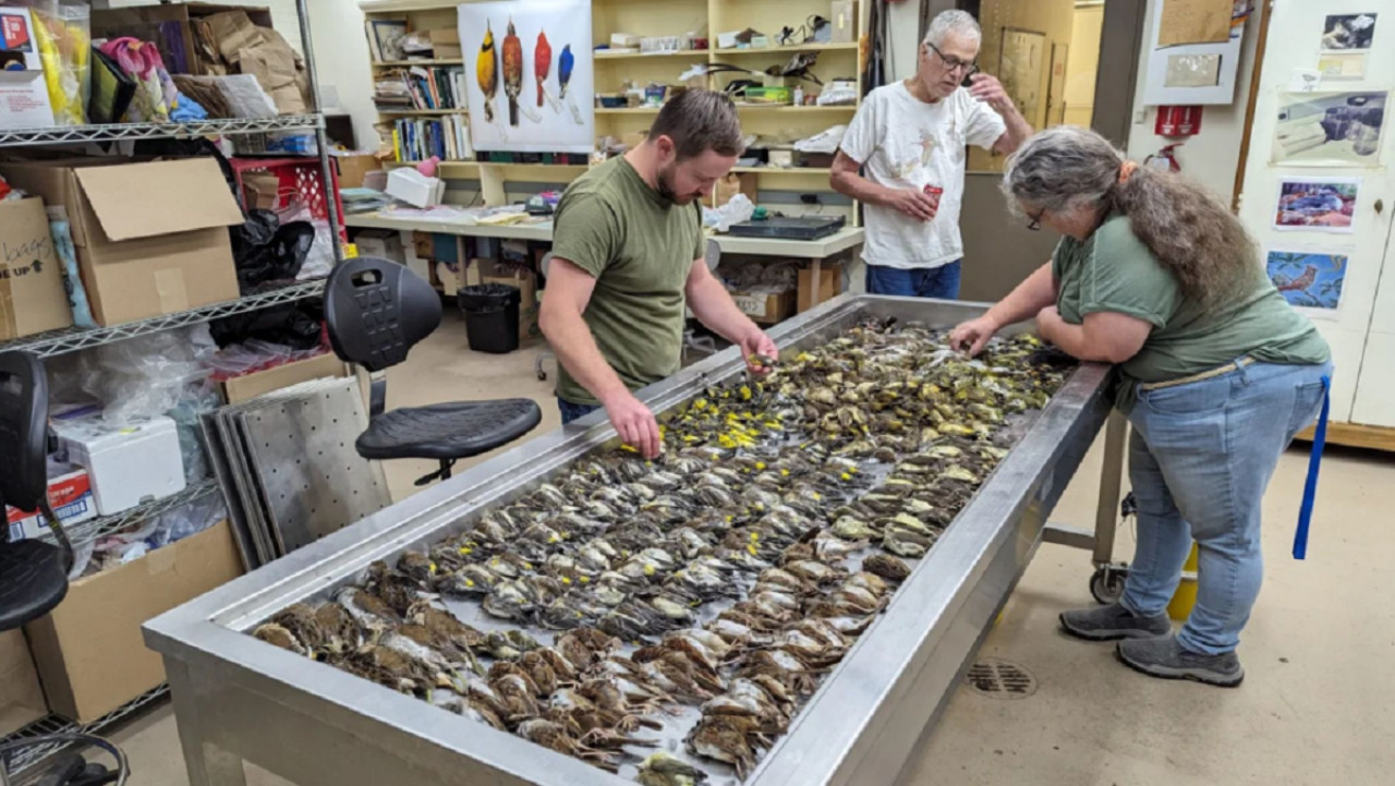 Expertos inspeccionan los cuerpos de las aves. Foto: gentileza Museo Field de Chicago.