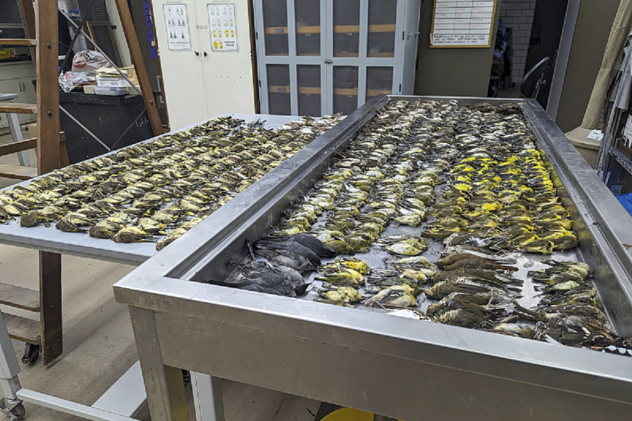 Expertos inspeccionan los cuerpos de las aves. Foto: gentileza Museo Field de Chicago.