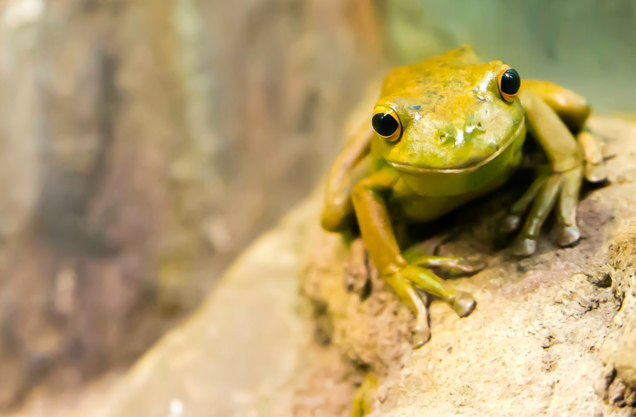 Los anfibios, el grupo más amenazado ante el cambio climático. Foto Unsplash.