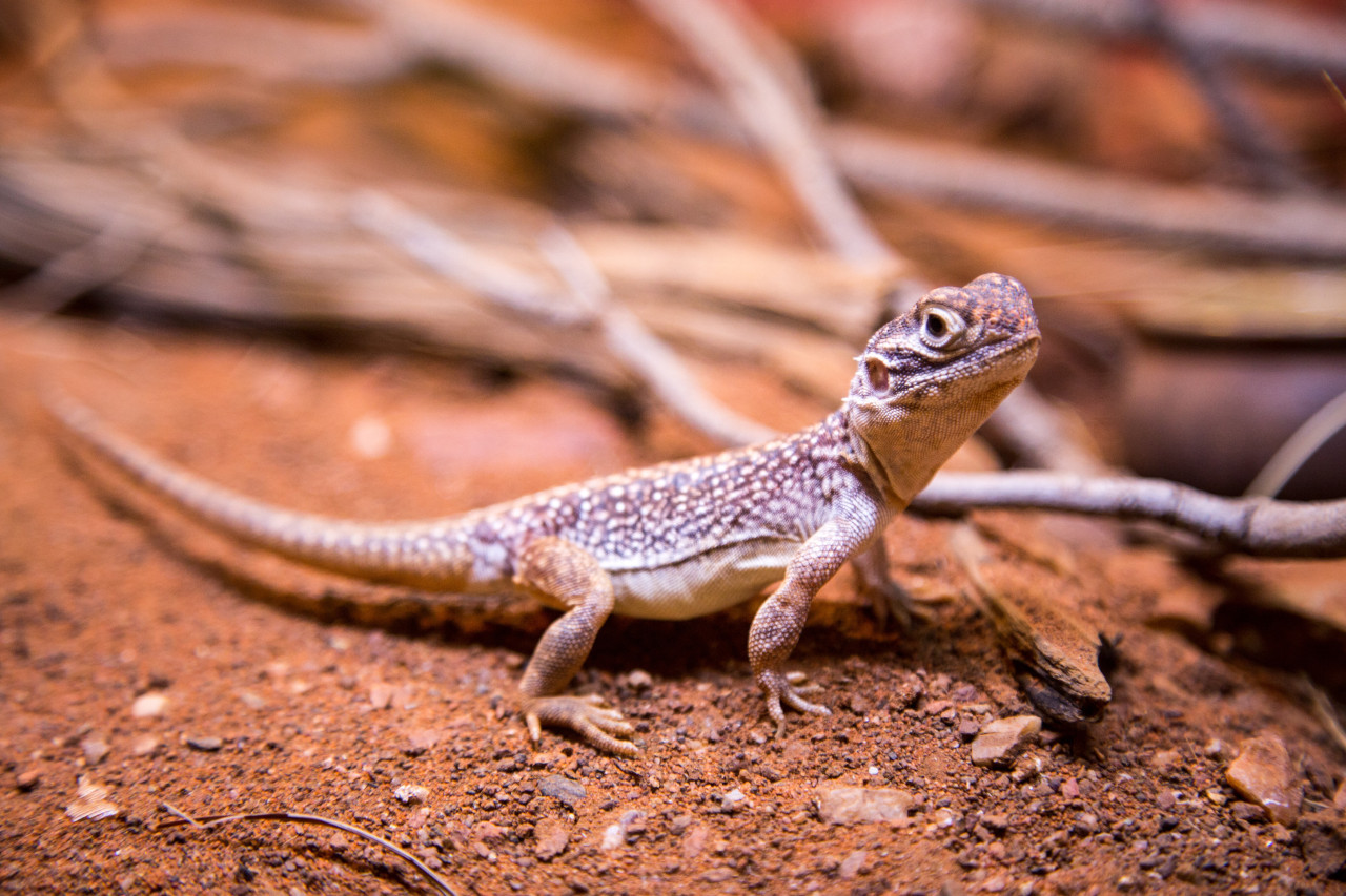 Los anfibios, el grupo más amenazado ante el cambio climático. Foto Unsplash.