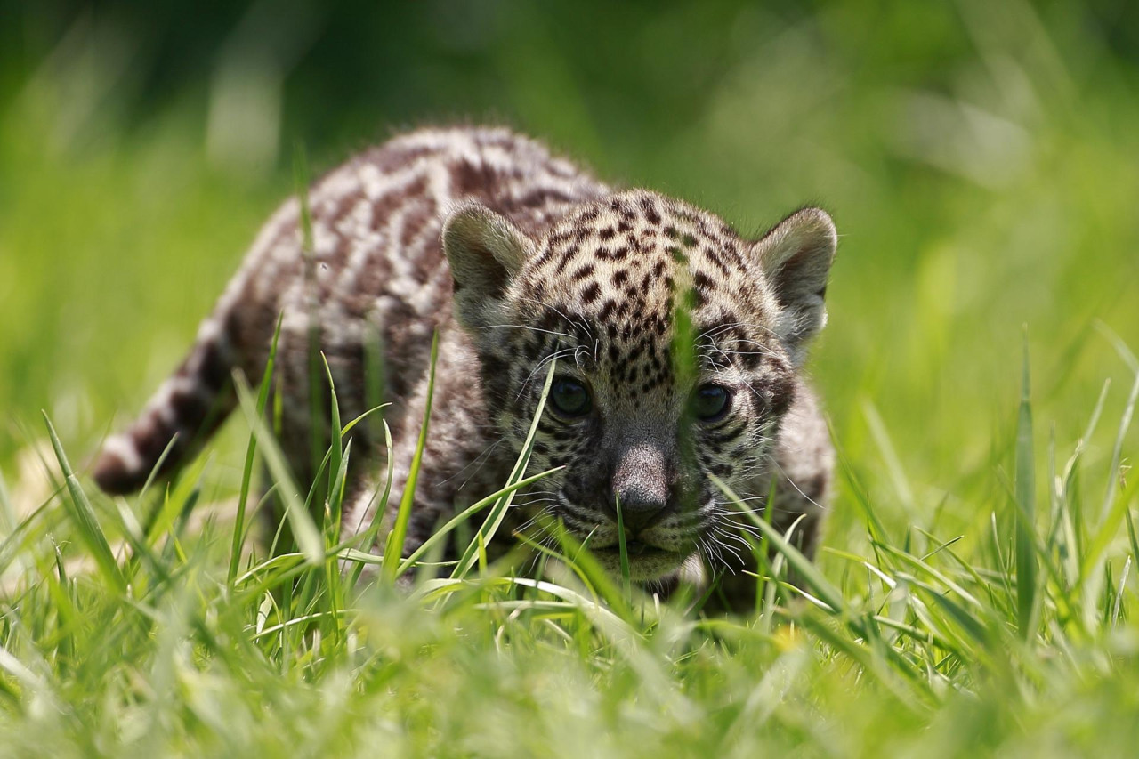 Jaguar. Foto: EFE.
