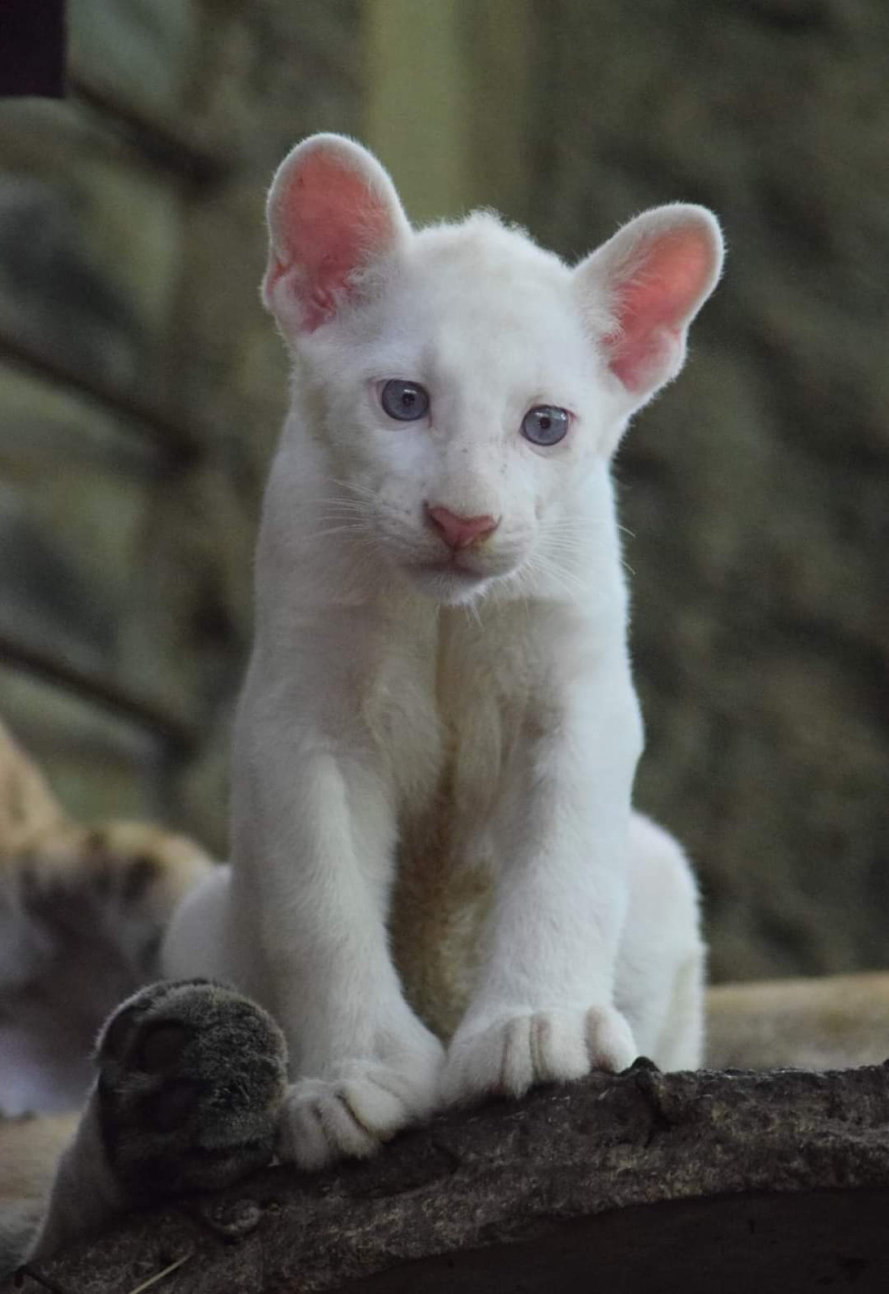 El primer puma albino nacido en cautiverio en Nicaragua. Foto: Twiter/@visitnicaragua