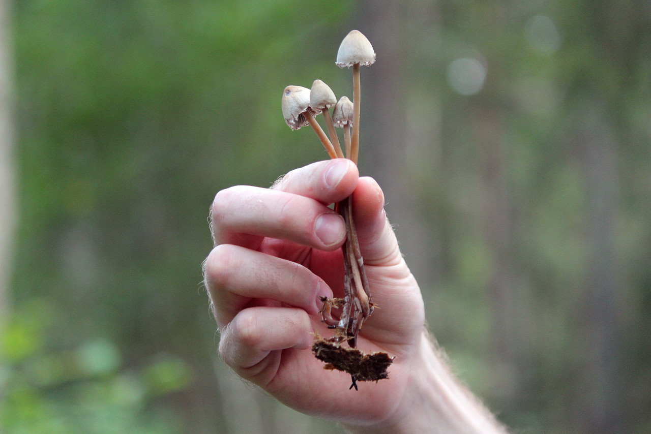 Hongos psilocybes o alucinógenos. Foto: Unsplash.