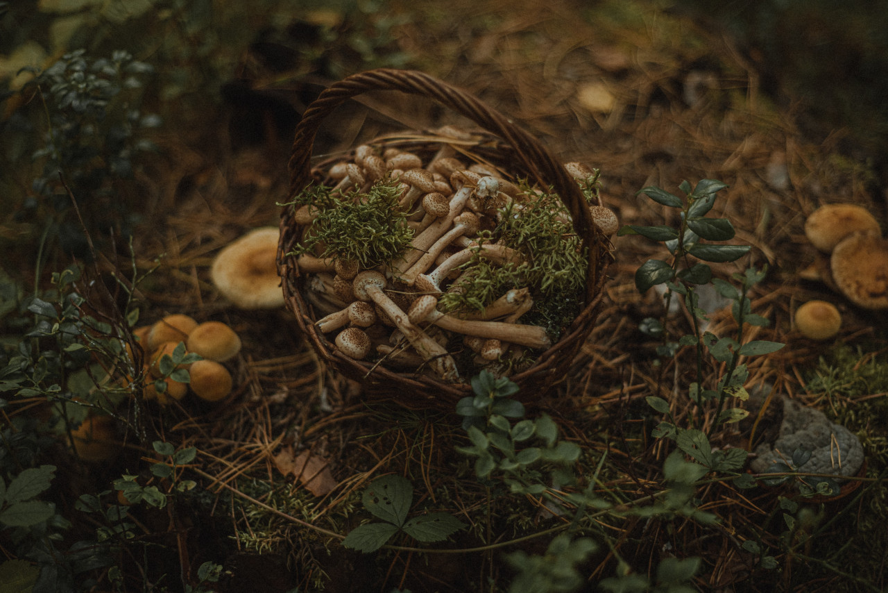 Hongos psilocybes o alucinógenos. Foto: Unsplash.