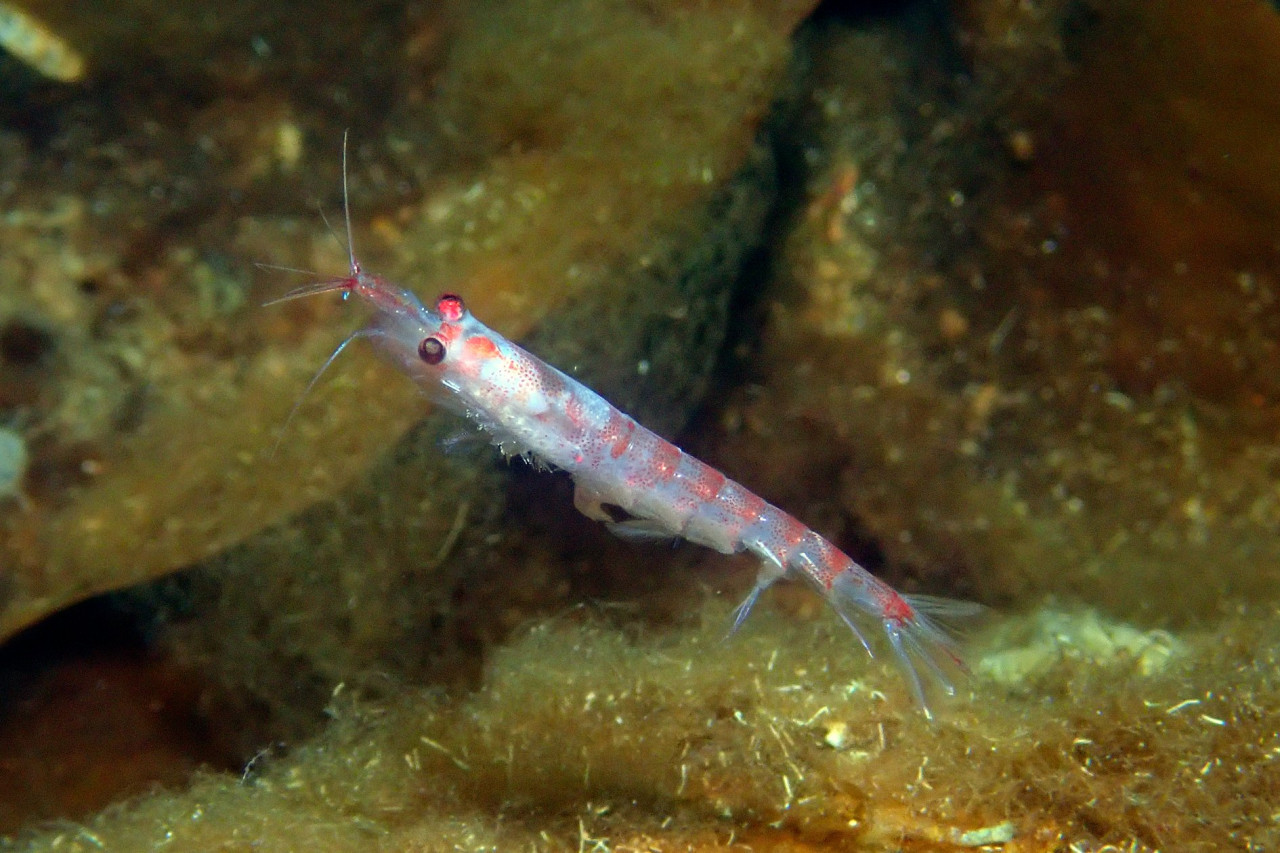 Krill antártico. Foto Twitter @MilenioBASE.