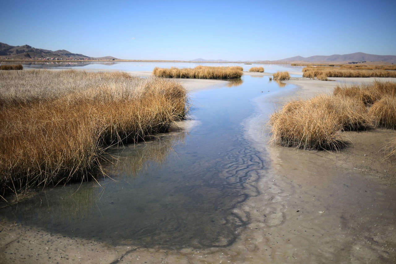 Vista de vegetación seca a orillas del lago Titicaca. Foto: EFE.