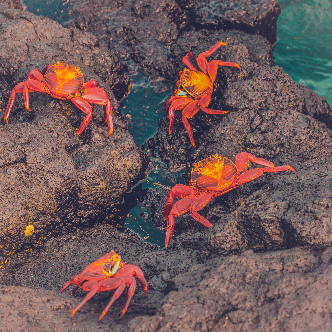 Cangrejo. Foto: Unsplash.