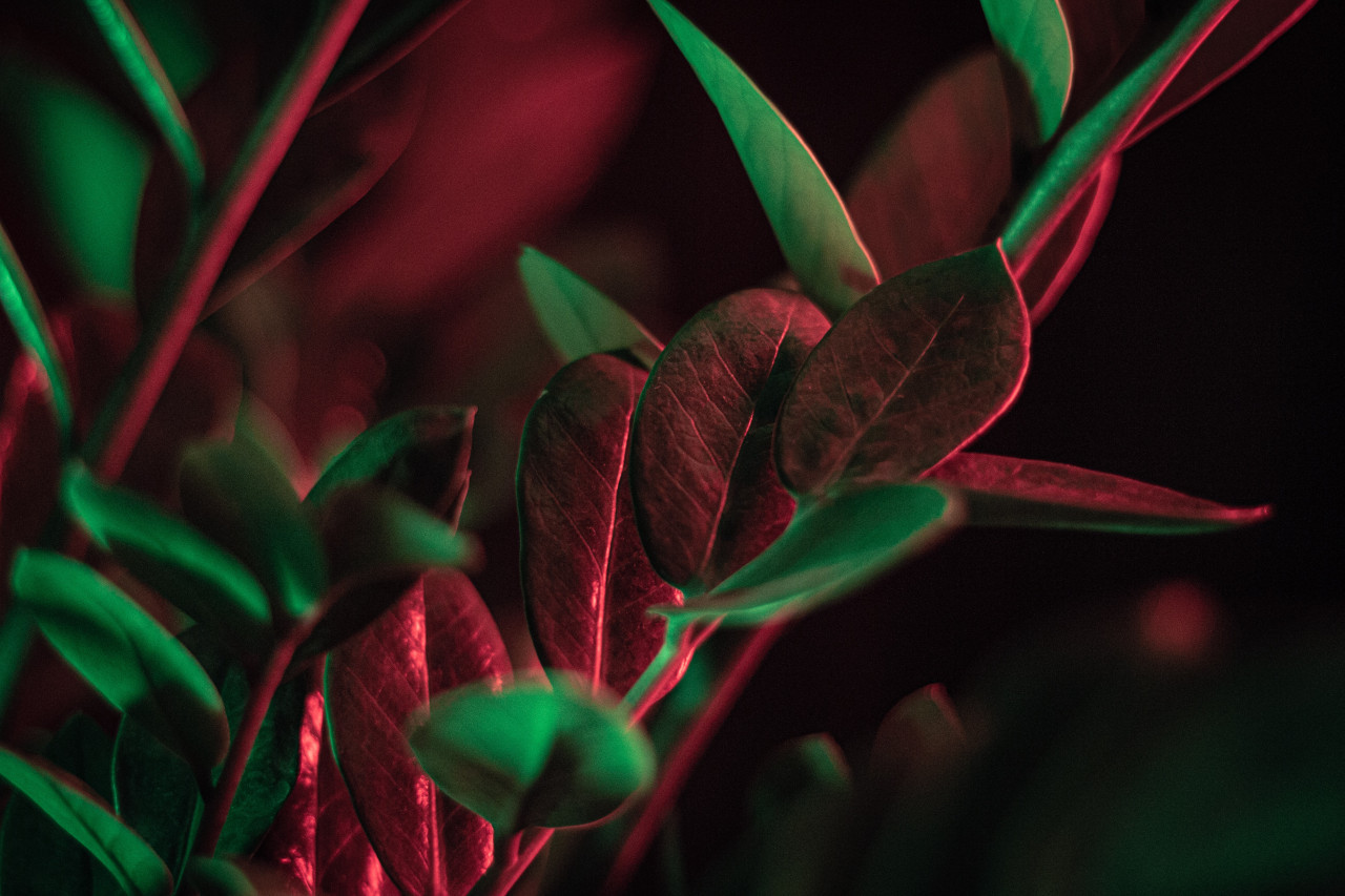 Zamioculcas zamiifolia, la planta asociada al dinero. Foto: Unsplash.
