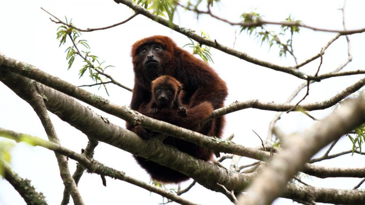 El plan de conservación de la especie se realizará en la Reserva de Biosfera Yabotí, Misiones. Foto: Telám.