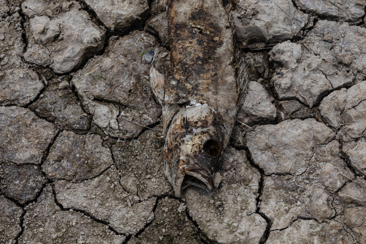 La Amazonia afronta la peor sequia de la historia. Foto: EFE