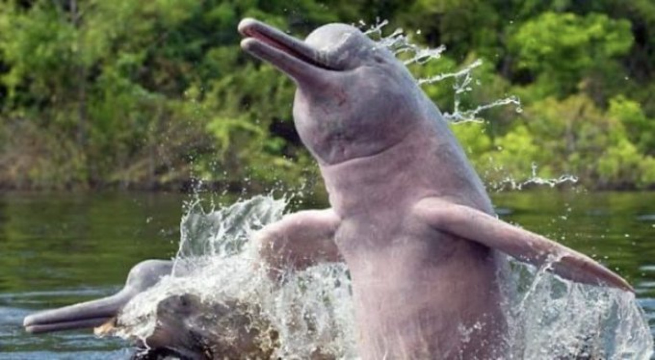Delfín rosado. Foto Twitter @Julioqc.