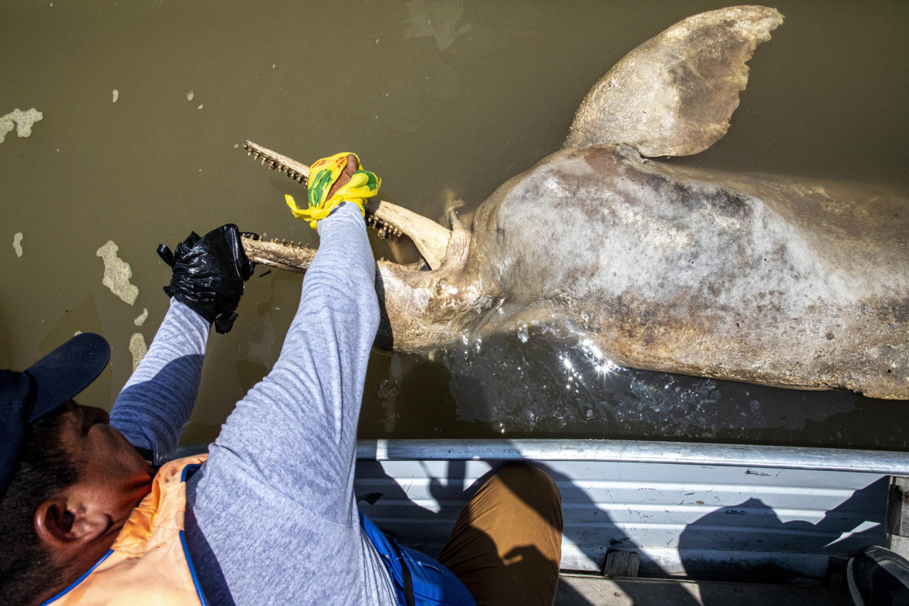 Los delfines rosados son víctimas de la sequía del río Amazonas. Foto EFE.