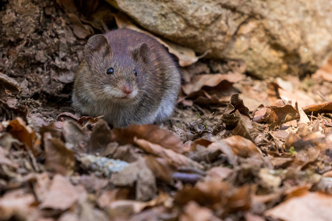 Encuentran ratones momificados a 6mil metros de altura. Foto: Unsplash