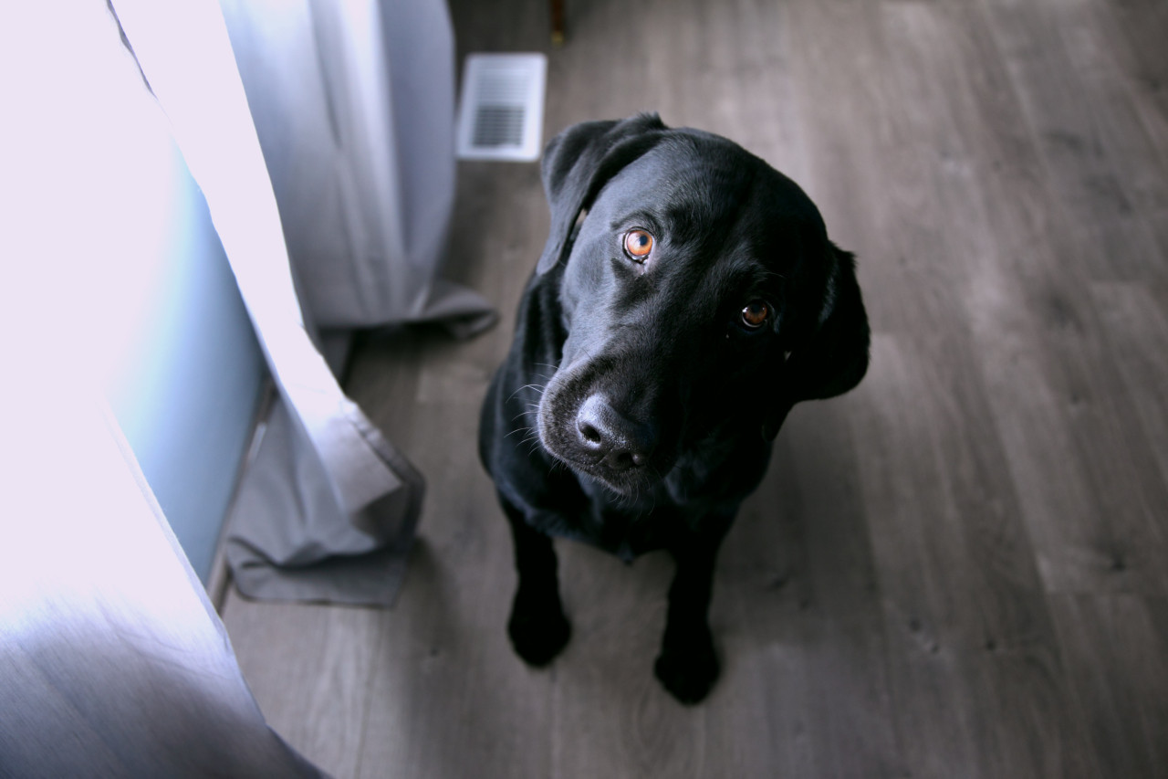 Estudio asegura que los perros saben si las personas mienten. Foto: Unsplash.