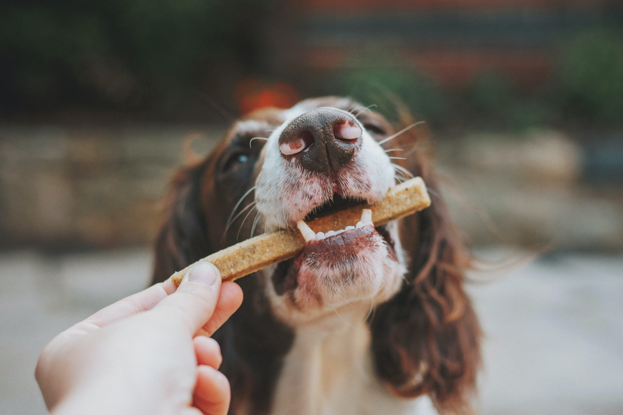 Perro; comida. Foto: Unsplash.