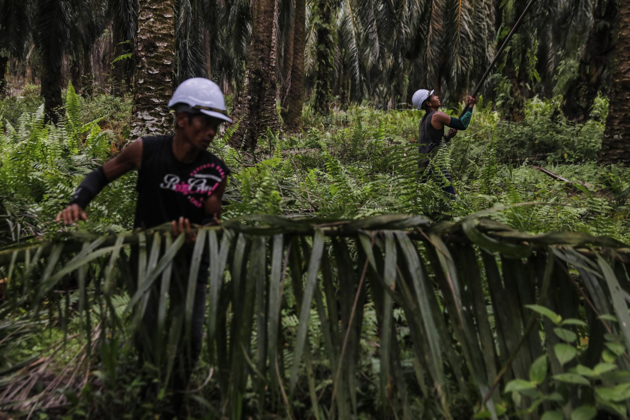 Durante el 2022 se perdieron más de 4 millones de hectáreas de bosques tropicales. Foto: EFE.