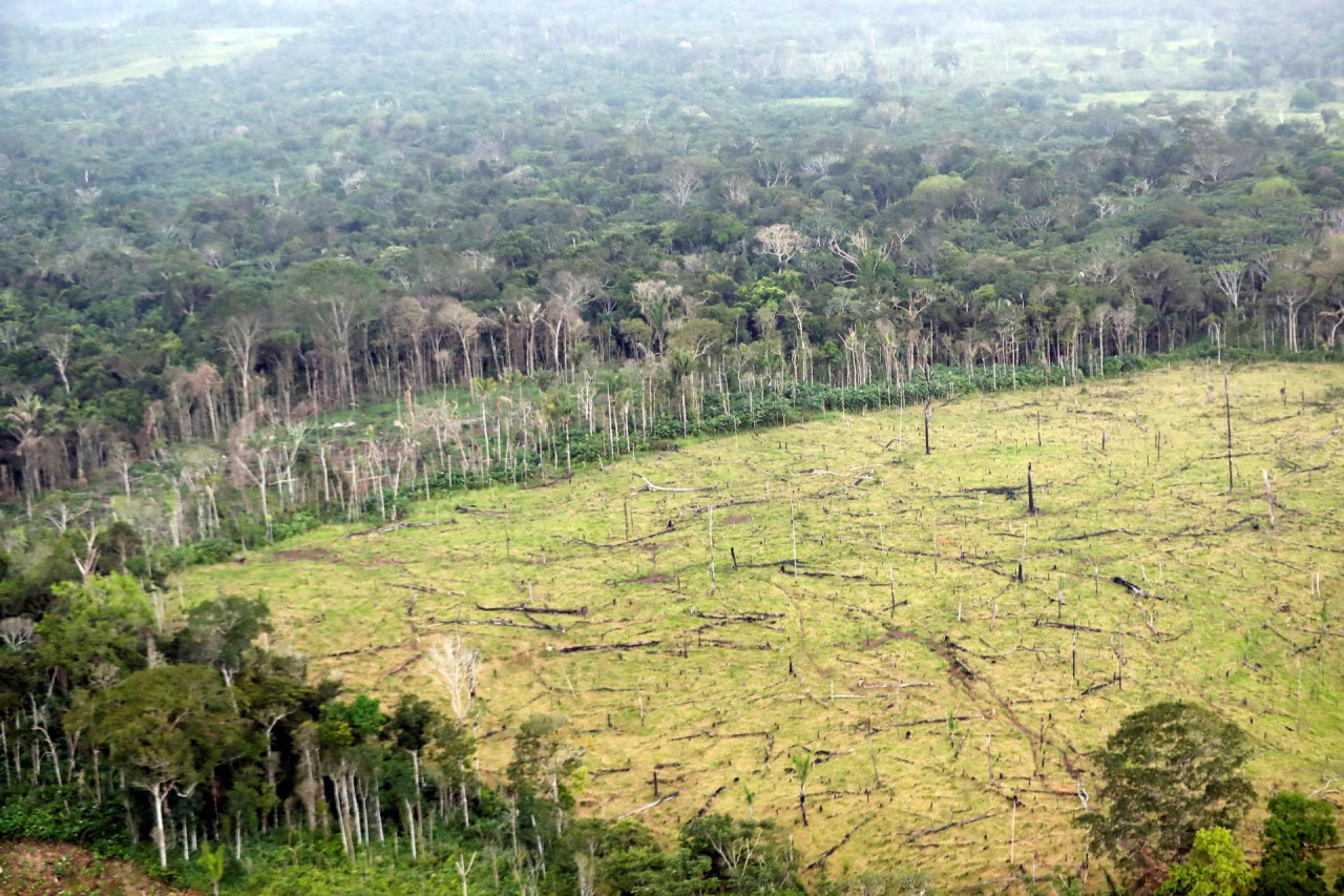La deforestación mundial aumentó un 4%, según un informe. Foto: EFE.