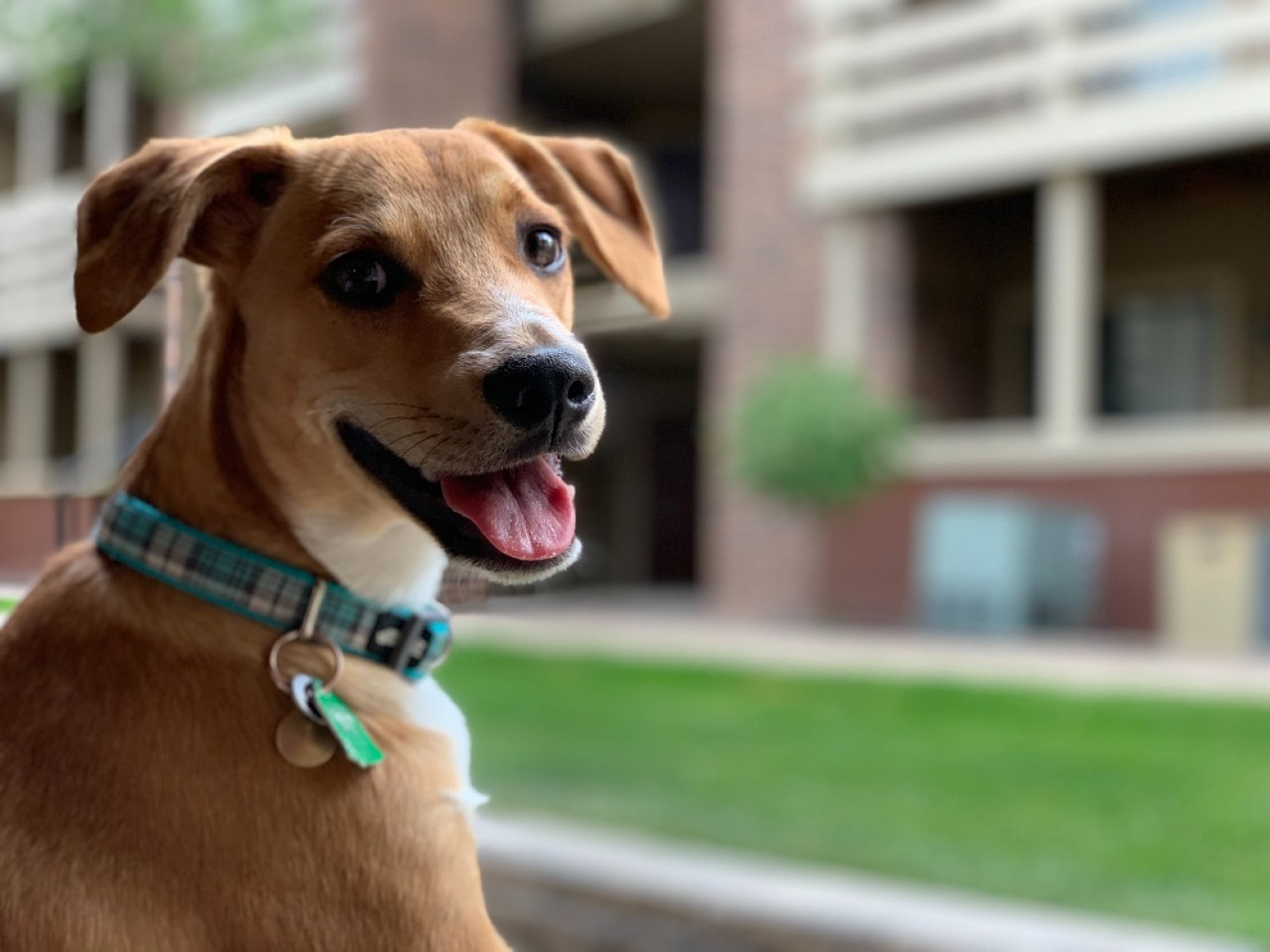 Los perros son capaces de expresar, mediante su rostro, distintas emociones. Foto: Unsplash.