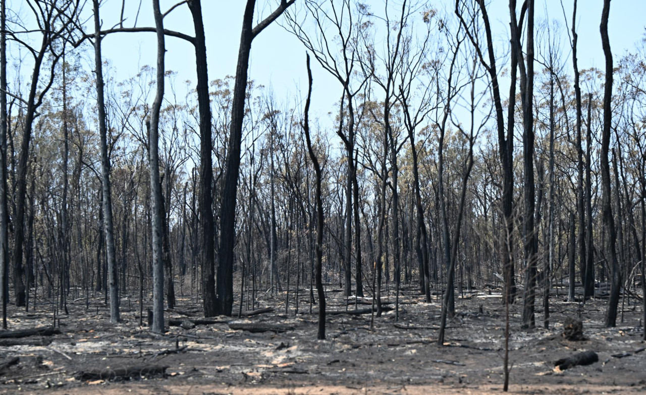 Incendios forestales en Australia. Foto: EFE.