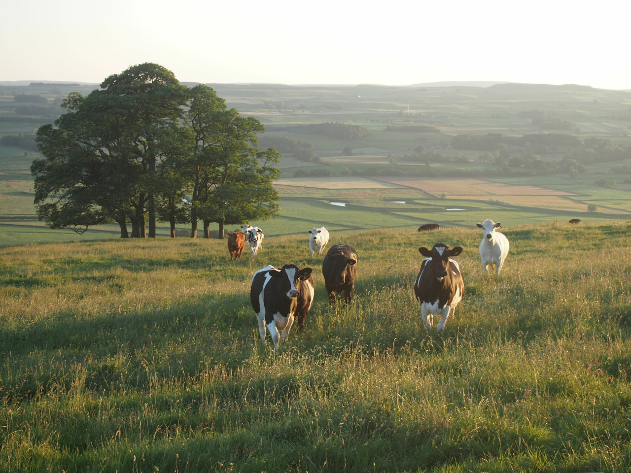 Vacas. Foto Unsplash.