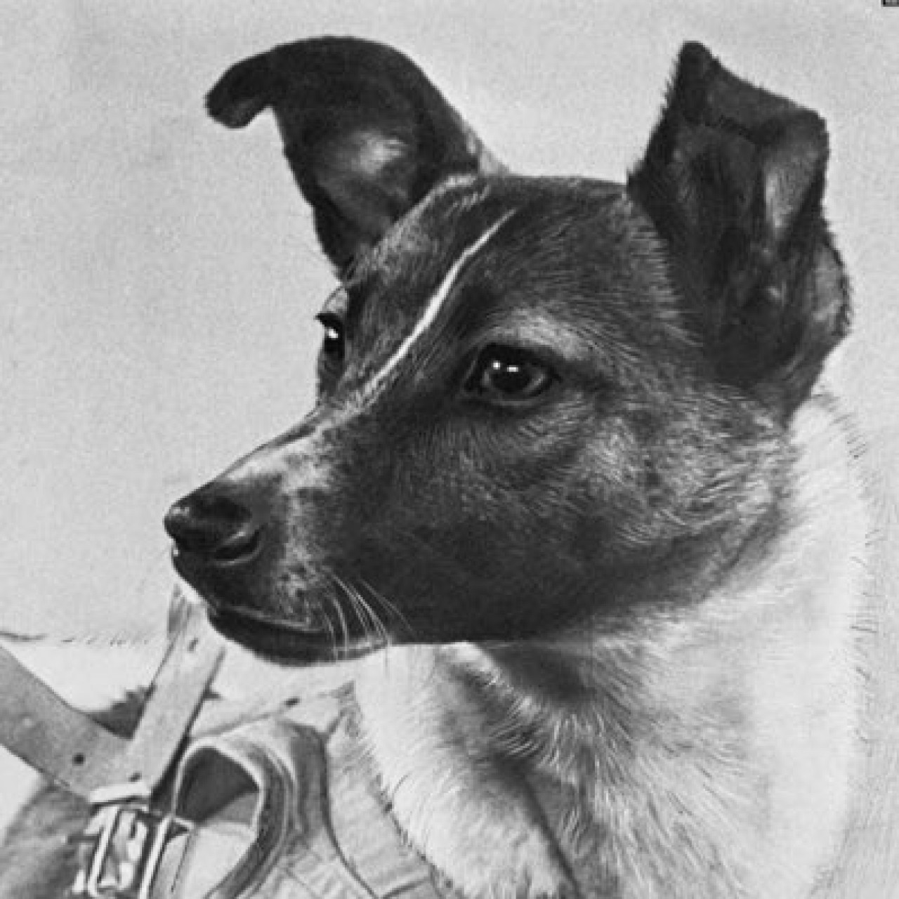 Laika, la astronauta de cuatro patas. Foto: X, com_laika.