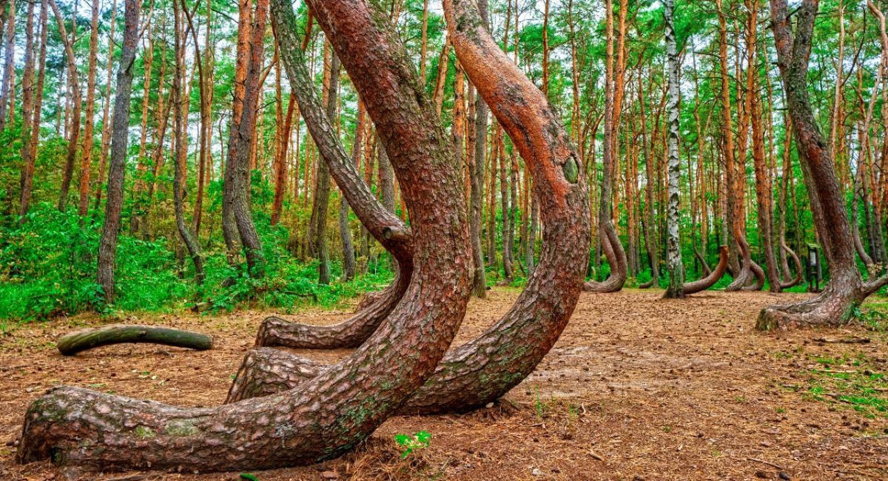 Todavía no se sabe la razón por la que los troncos crecieron de esta manera. Foto: Colombia. com.