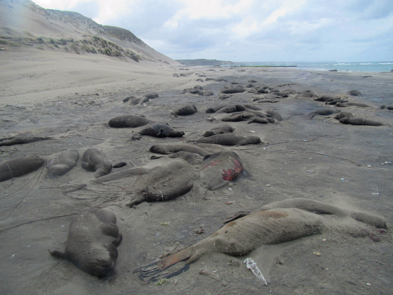 Lobos marinos fallecidos en las costas de Puerto Madryn. Foto: NA.