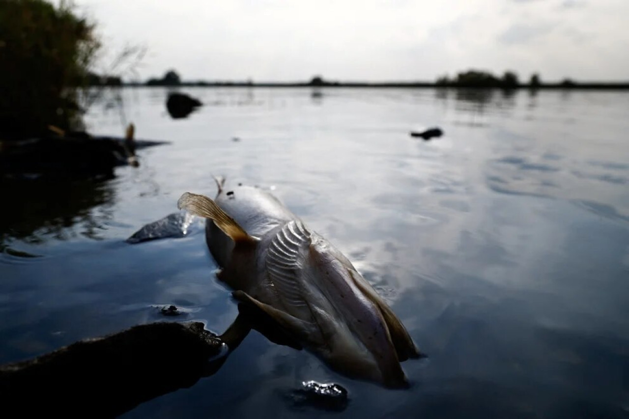 Muerte de peces en el río Óder. Foto: Reuters.