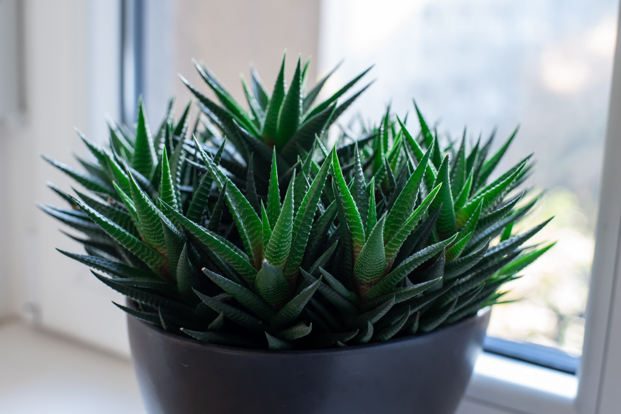 Aloe vera. Foto: Unsplash.