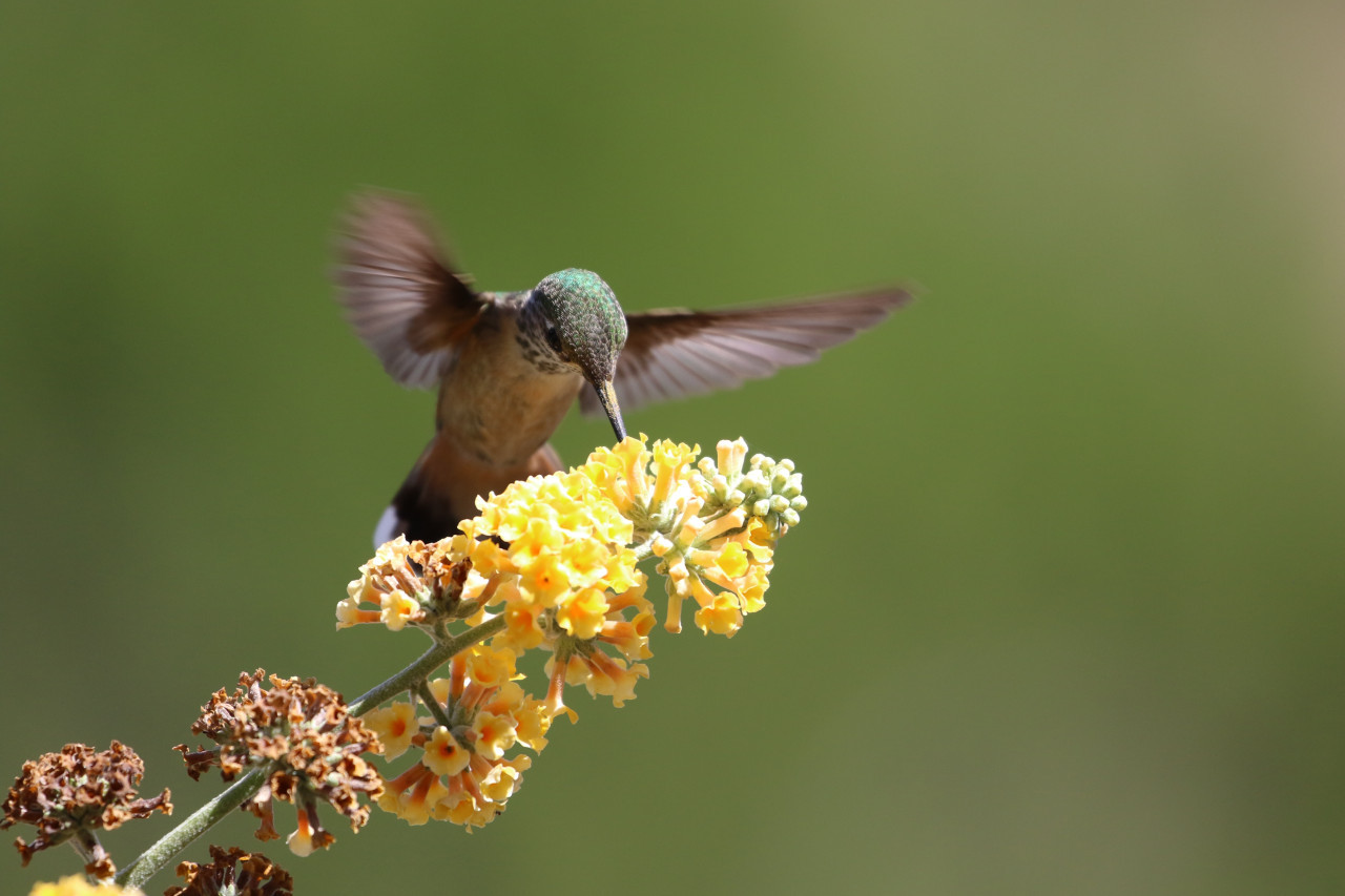 Colibrí. Foto: Unsplash.