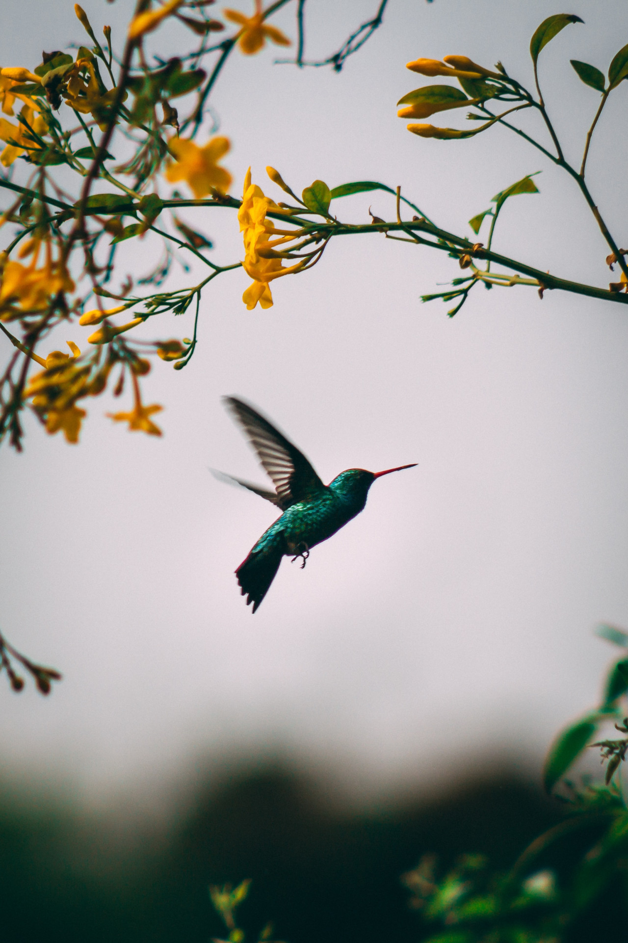 Colibrí. Foto: Unsplash.