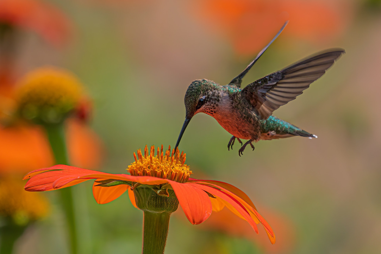 Colibrí. Foto: Unsplash.