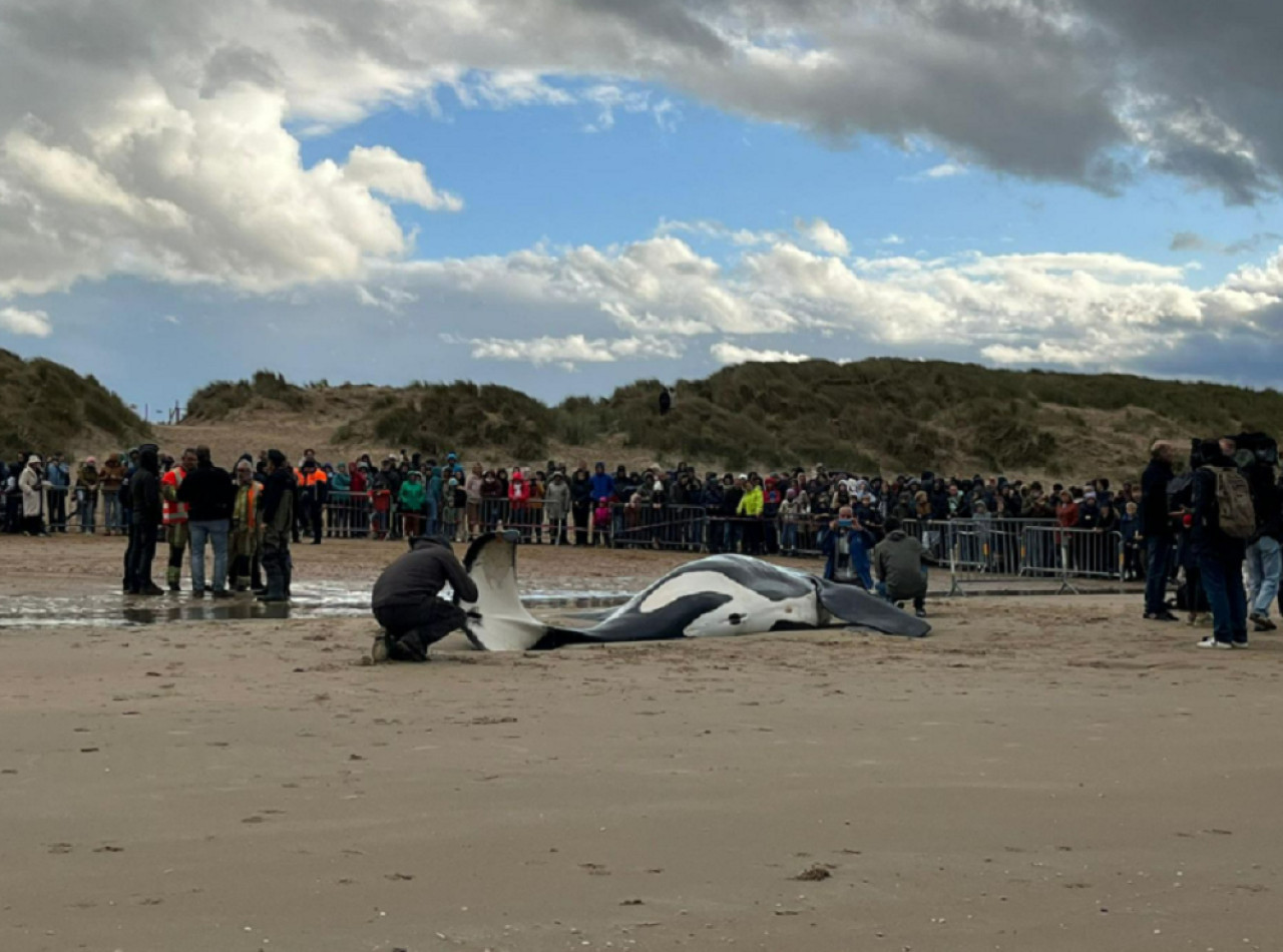 Apareció un orca muerta. Foto: gentileza RTBF