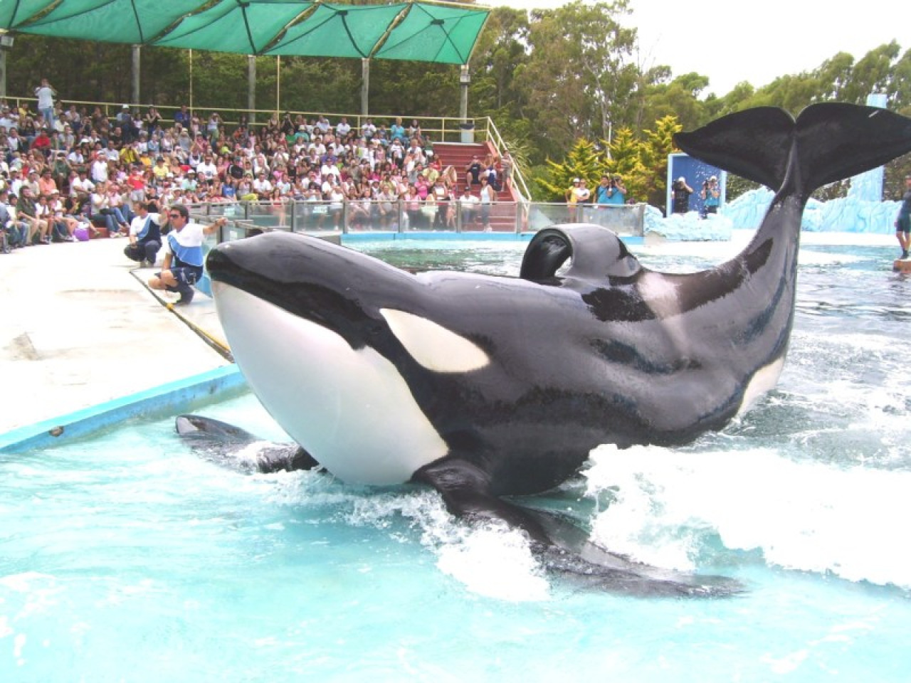 La orca Kshamenk vive en Mundo Marino hace varios años. Foto: Wikipedia.