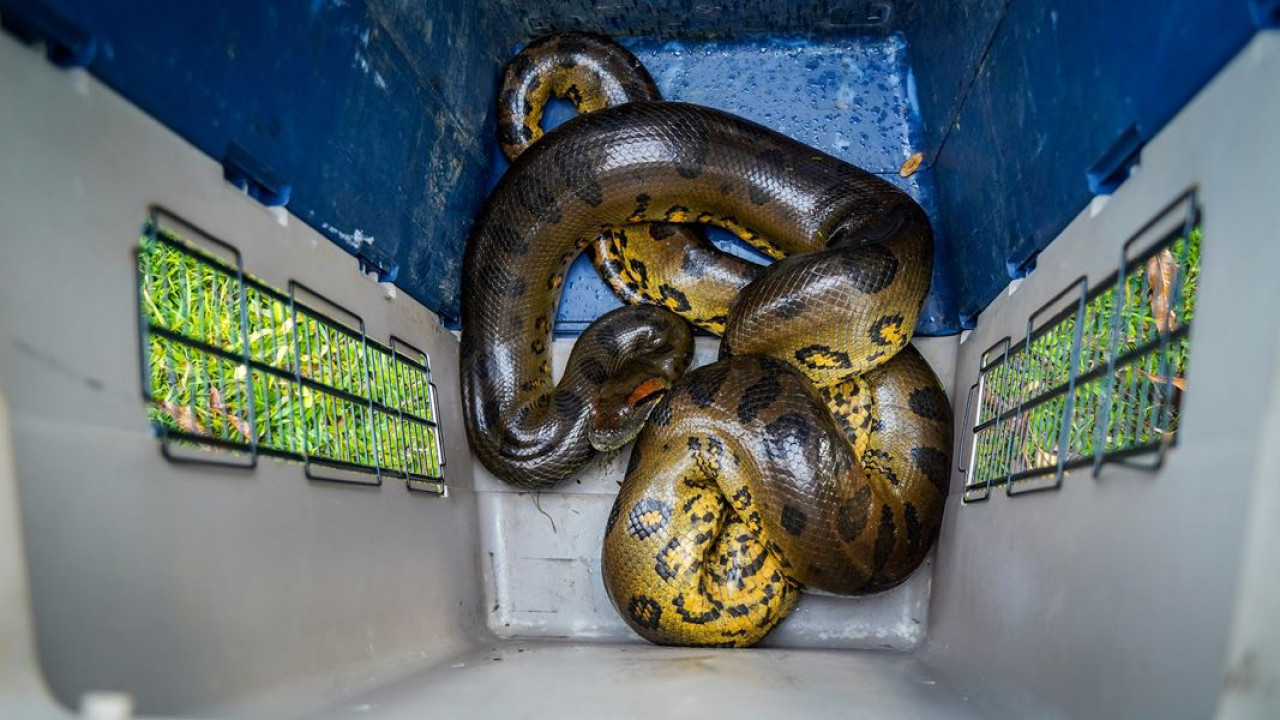 Anaconda rescatada. Foto: gentileza Cormacarena.