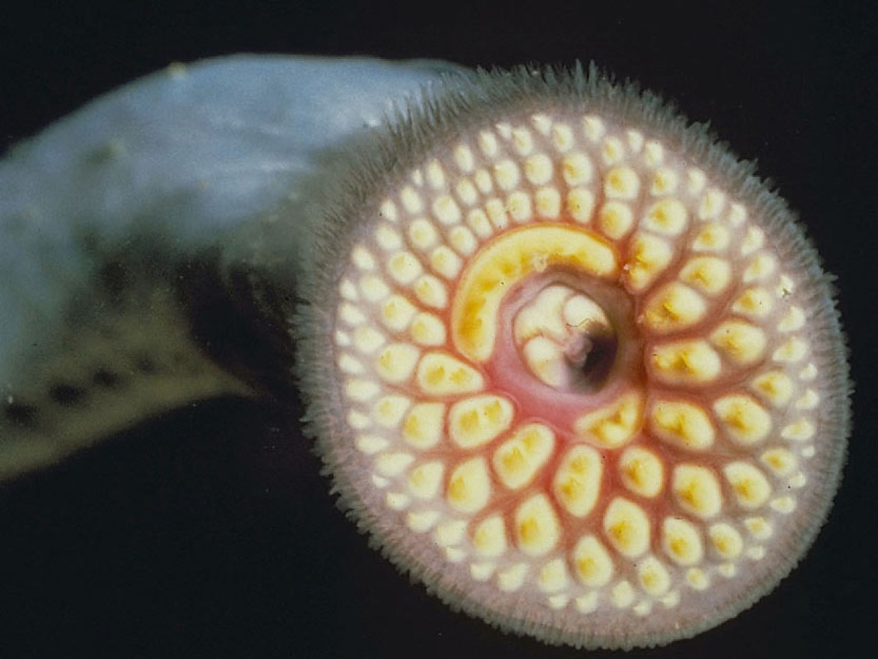 Dientes de la lamprea. Foto: Wikipedia.